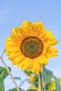 Summer field, sunflower Royalty Free Stock Photo