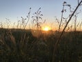Summer field at sunset with feather grass