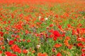 Summer field with various wildflowers growing. Spring landscape with poppies and bluebells flowers