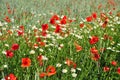 Summer field weeds