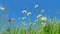 Summer field with white daisies and buttercups with pink clover flowers on blue sky background. Wild flowers against a Royalty Free Stock Photo