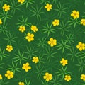 Summer field of yellow buttercups seamless pattern