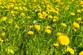 Summer field of yellow dandelion taraxacum flowers in green grass Royalty Free Stock Photo