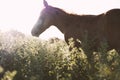 Foal horse in meadow Royalty Free Stock Photo