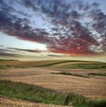 Summer fields Royalty Free Stock Photo