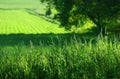 Summer fields of green Royalty Free Stock Photo