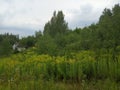 Summer fields before rain Royalty Free Stock Photo