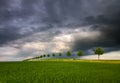 Summer fields, ripening grain crop fields Royalty Free Stock Photo