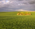 Summer fields, ripening grain crop fields Royalty Free Stock Photo