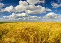 Summer fields, ripening grain crop fields Royalty Free Stock Photo