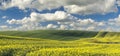 Summer fields, ripening grain crop fields Royalty Free Stock Photo