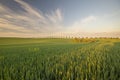 Summer fields, ripening grain crop fields Royalty Free Stock Photo