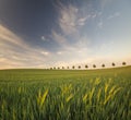 Summer fields, ripening grain crop fields in Germany Royalty Free Stock Photo