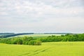Summer filed landscape Royalty Free Stock Photo