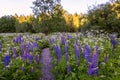 Summer in Finland, landscape with forest and lupines