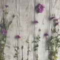 Summer flatlay: wild herbs on wooden background