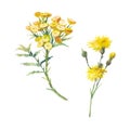 Summer flora clip art. Yellow flowers