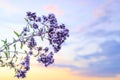 Summer floral abstract bright defocused background with oregano and a beautiful blue sky with a copy space