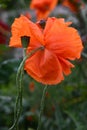 Summer floral  backdrop of defocused red poppy flower petals and green seed box Royalty Free Stock Photo