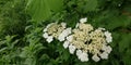 Summer floral background. Delicate white inflorescences of viburnum against a background of dark green leaves. Bright contrast