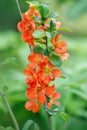 Summer floral background. Flower for postcard, greeting card. Beautiful red flowers quince, queen-apple, applequince on green Royalty Free Stock Photo