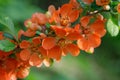 Summer floral background. Flower for postcard, greeting card. Beautiful red flowers quince, queen-apple, applequince on green