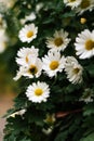 Summer floral background. Matricaria chamomilla annual flowering plant of the Asteraceae family. Daisy bush With white Royalty Free Stock Photo