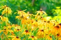 Summer Floral Background of Rudbeckia Flowers