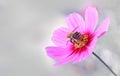 Macro Shot of pink Cosmos flower and bee on gray background.