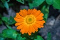 Summer floral garden. Bright-orange flower Marigold or pot marigold or Ruddles Latin: Calendula officinalis close up Royalty Free Stock Photo