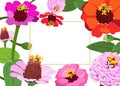 Summer floral greeting card. Zinnia flowers. Royalty Free Stock Photo