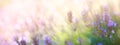 Art Summer floral landscape; beautiful summer lavender flower against evening sunny sky; nature landscape background