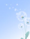 Summer floral rectangular template with white dandelions and flying fluffs Royalty Free Stock Photo