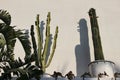 Summer floral still life. Collection of tropical and Maediterranean plants. Banana, cactuses and succulents in flower Royalty Free Stock Photo