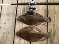 Summer Flounder Pair Royalty Free Stock Photo