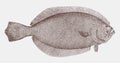 Summer flounder in top view