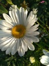 summer flower asters