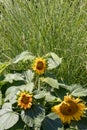 Summer flower background. Close-up of three beautiful just opened sunflower in front of green perennial shrubs plant. Macro Royalty Free Stock Photo