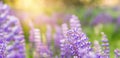 Summer flower background with purple flowers and sunlight. Banner with lupins in the field Royalty Free Stock Photo