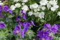 Summer flower background with purple geraniums and white daisies