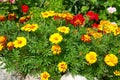 Summer flower bed with blooming marigolds
