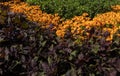 Summer flower bed in three colors burgundy, orange and green. Three inserted lines