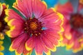 Summer Flower Blossom Closeup of a Blanket Flower that has red, orange and yellow colors, against a turquoise background, a pretty Royalty Free Stock Photo