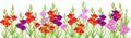 Summer flower border with colorful blooming gladioli