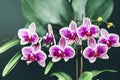 Summer flower bouquet lilac orchid phalaenopsis with leaves on green background.