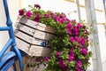 Summer flower box and bicycle Royalty Free Stock Photo