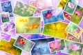 Summer flower collage. Many color pictures of cosmos flowers. View from above