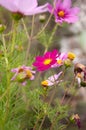 Summer flower, cosmos bipinnatus Royalty Free Stock Photo