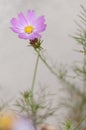 Summer flower, cosmos bipinnatus Royalty Free Stock Photo