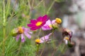 Summer flower, cosmos bipinnatus Royalty Free Stock Photo